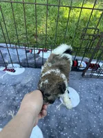 REDUCED ! Small Female Puppy! 🩷 , a female Maltipoo for sale in Live Oak, FL – 3 of 9