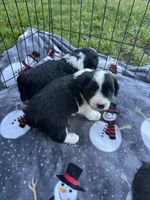 Toy/mini Aussiedoodle, a male Poodle - Toy  and Miniature Australian Shepherd for sale in Live Oak, FL – 6 of 6