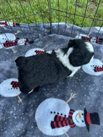 Toy/mini Aussiedoodle, a male Poodle - Toy  and Miniature Australian Shepherd for sale in Live Oak, FL – 4 of 6