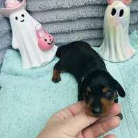 Adorable Girl ! 🩷 , a female Miniature Dachshund for sale in Live Oak, FL – 2 of 7