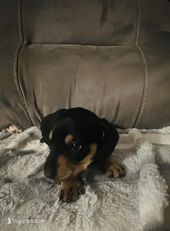 Rose – Miniature Dachshund puppy for sale in Live Oak, FL