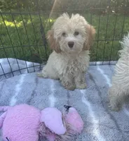 Green Eyes puppy (SMALL) ln person , a female Cockapoo for sale in Live Oak, FL – 3 of 4