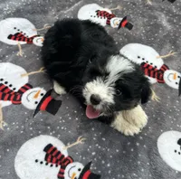 Male Mini Aussiedoodle Puppy !  🩵 , a male Poodle - Toy  and Miniature Australian Shepherd for sale in Live Oak, FL – 2 of 6