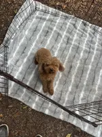 Rolex Red Male , a male Poodle - Toy  for sale in Live Oak, FL – 5 of 6
