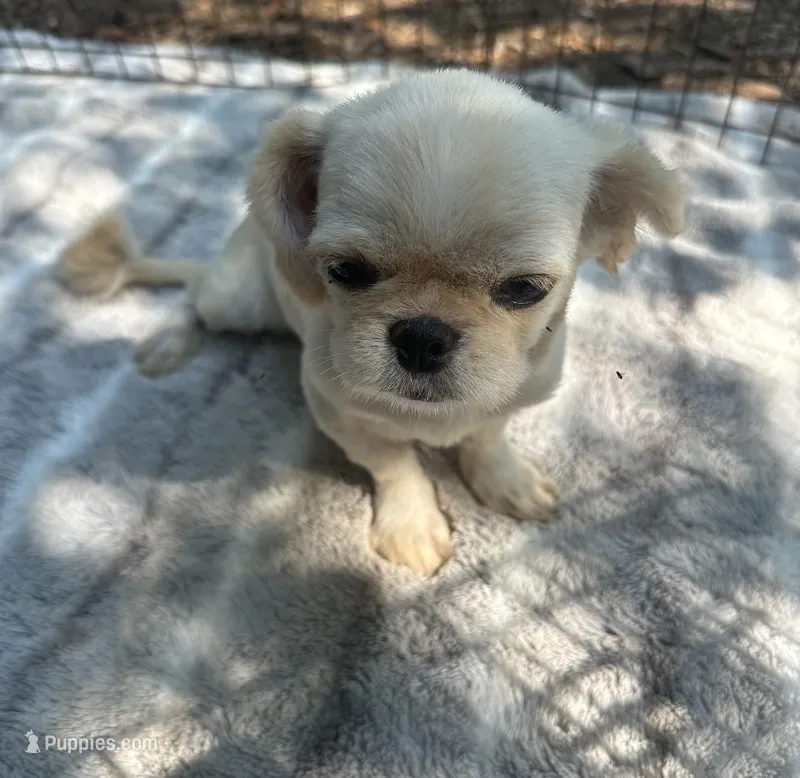 *SMALL* ln Person Female Puppy  – Pekingese puppy for sale in Live Oak, FL