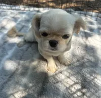 Beautiful Pekingese , a female Pekingese for sale in Live Oak, FL – 1 of 6