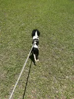 Handsome!, a male Cavalier King Charles Spaniel for sale in Lake City, FL – 8 of 8