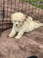 Adorable female REDUCED *SMALL*, a female Maltipoo for sale in Orlando, FL – 4 of 6
