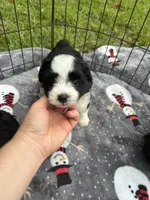 Toy/Mini Aussiedoodle ! , a female Poodle - Toy  and Miniature American Shepherd for sale in Live Oak, FL – 2 of 9