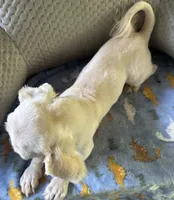 *SMALL* ln Person Female Puppy , a female Pekingese for sale in Live Oak, FL – 5 of 5
