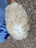 Green Eyes puppy (SMALL) ln person , a female Maltipoo for sale in Live Oak, FL – 3 of 4