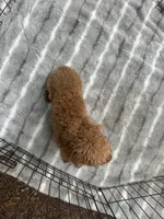 Beautiful Red Female (Petite Face and Build), a female Poodle - Toy  for sale in Live Oak, FL – 2 of 8