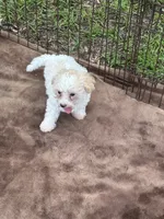 Tan and White Male Puppy *SMALL* REDUCED!, a male Maltipoo for sale in Orlando, FL – 7 of 10