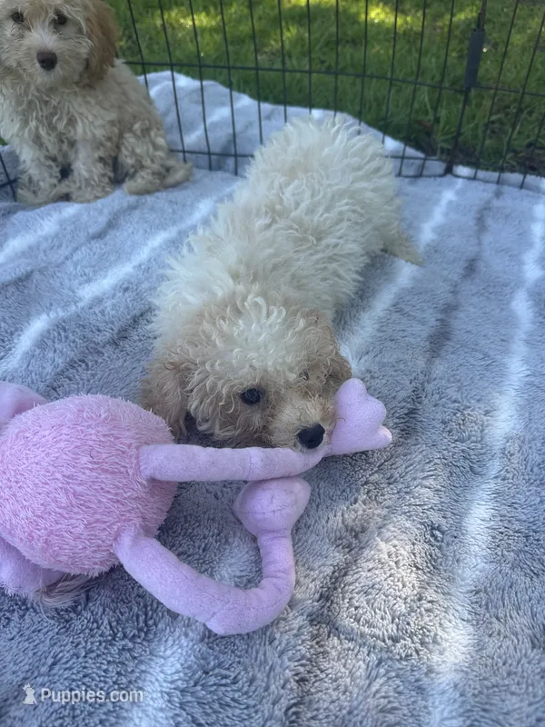 REDUCED MALTIPOO MALE PUPPY! – Maltipoo puppy for sale in Lake City, FL