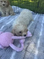 REDUCED MALTIPOO MALE PUPPY!, a male Maltipoo for sale in Lake City, FL – 1 of 5