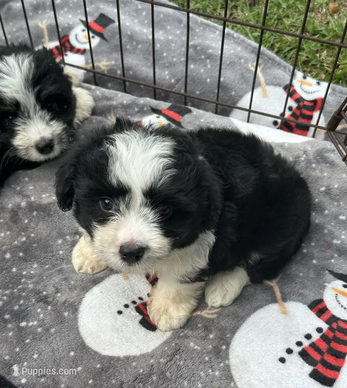Beautiful Female ! 🩷  – Miniature Aussiedoodle puppy for sale in Live Oak, FL