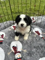 toy/mini aussiedoodle !, a female Poodle - Toy  and Miniature Australian Shepherd for sale in Live Oak, FL – 3 of 9