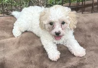 Tan and White Male Puppy *SMALL* REDUCED!, a male Maltipoo for sale in Orlando, FL – 2 of 10