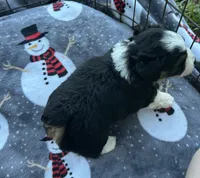Toy/Mini Aussiedoodle Ready Soon !, a female Miniature Aussiedoodle for sale in Live Oak, FL – 4 of 5