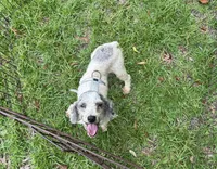 Gracie Toy/Mini, a female Poodle - Toy  and Poodle - Miniature  for sale in Live Oak, FL – 2 of 5