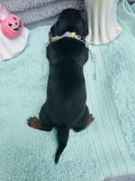 Adorable Girl ! 🩷 , a female Miniature Dachshund for sale in Live Oak, FL – 7 of 7