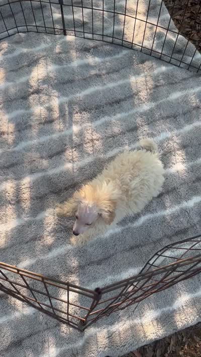 REDUCED MALTIPOO MALE PUPPY! SMALL IN PERSON, a male Maltipoo for sale in Mc Alpin, FL – 5 of 5