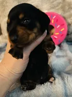 Rose, a female Miniature Dachshund for sale in Live Oak, FL – 2 of 6