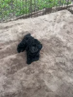 Jet Black Female Puppy *SMALL* REDUCED!, a female Maltipoo for sale in Orlando, FL – 6 of 8
