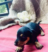 Ranger, a male Miniature Dachshund for sale in Live Oak, FL – 4 of 9