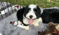 Beautiful Female Mini Aussiedoodle Puppy ! 🩷 , a female Poodle - Toy  and Miniature Australian Shepherd for sale in Live Oak, FL – 3 of 5