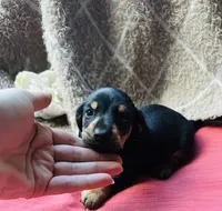 Ranger, a male Miniature Dachshund for sale in Live Oak, FL – 3 of 9