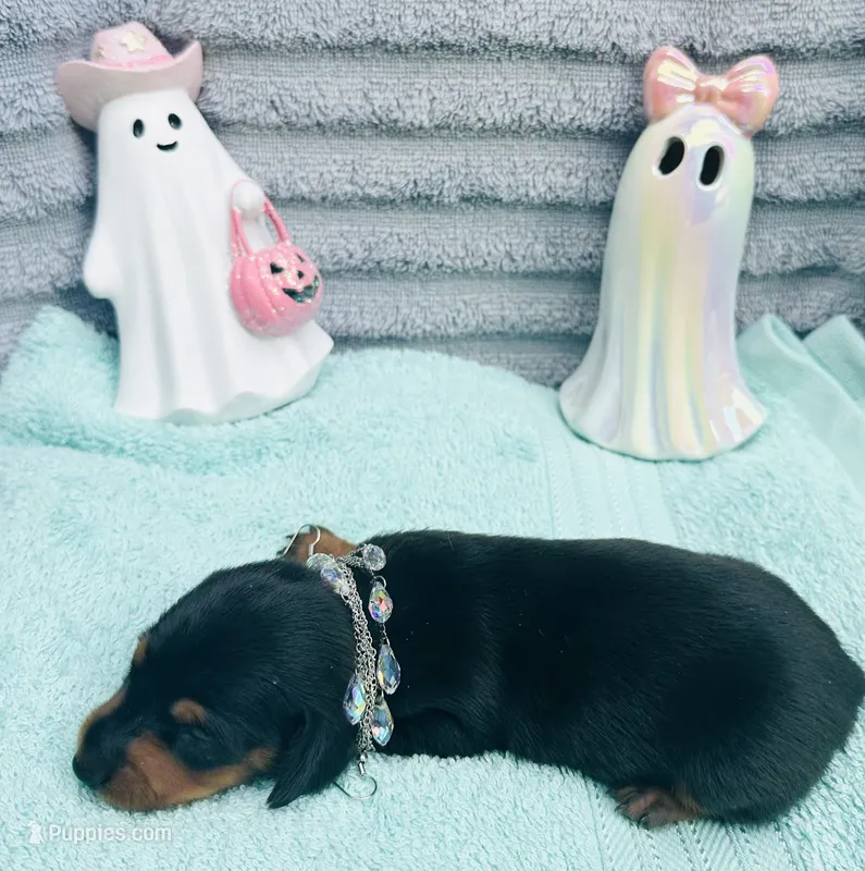 Cute Male !  🩵  – Miniature Dachshund puppy for sale in Live Oak, FL