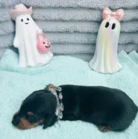 Cute Male !  🩵 , a male Miniature Dachshund for sale in Live Oak, FL – 1 of 6