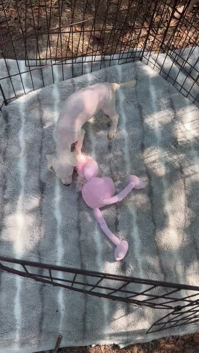 REDUCED! *SMALL In Person* , a male Maltipoo for sale in Live Oak, FL – 2 of 7