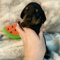 Ranger, a male Miniature Dachshund for sale in Live Oak, FL – 7 of 9