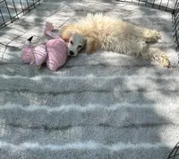 REDUCED! *Small In Person and Petite Face* , a male Maltipoo for sale in Mc Alpin, FL – 2 of 5