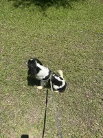 Handsome!, a male Cavalier King Charles Spaniel for sale in Lake City, FL – 10 of 10