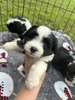 Toy/Mini Aussiedoodle ! , a female Poodle - Toy  and Miniature American Shepherd for sale in Live Oak, FL – 6 of 9