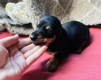 Ranger, a male Miniature Dachshund for sale in Live Oak, FL – 2 of 9