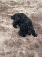 Jet Black Female Puppy *SMALL* REDUCED!, a female Maltipoo for sale in Orlando, FL – 4 of 8