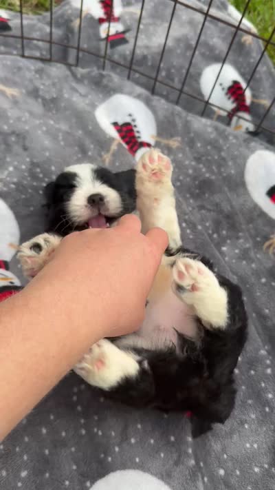 Beautiful Toy/Mini Aussiedoodle Puppy ! 🩷 , a female Poodle - Toy  and Miniature Australian Shepherd for sale in Live Oak, FL – 8 of 8