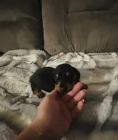 Rose, a female Miniature Dachshund for sale in Live Oak, FL – 6 of 6