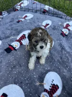Adorable Girl ! 🩷 (SMALL), a female Maltipoo for sale in Live Oak, FL – 8 of 9