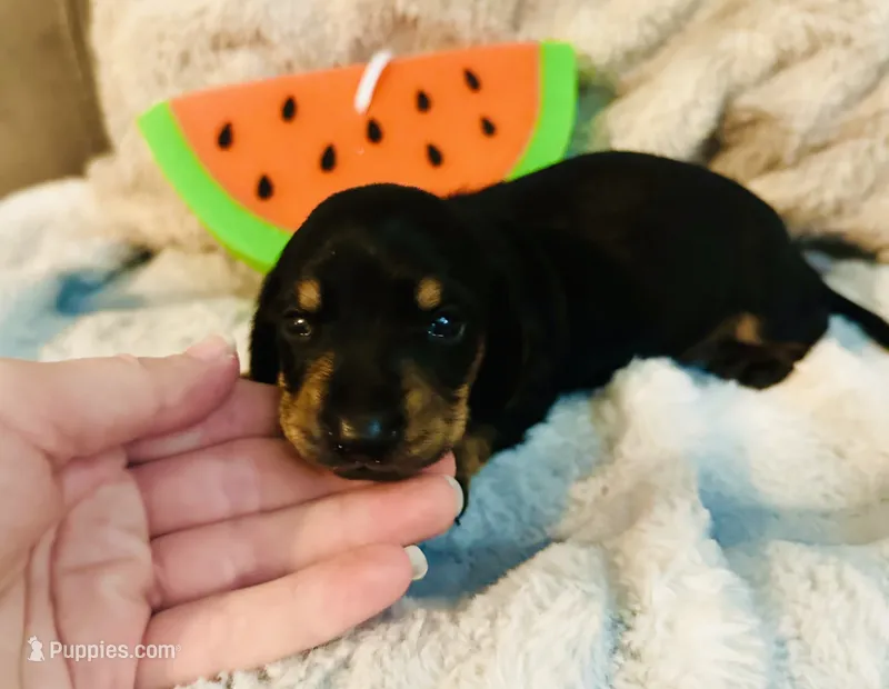 Ranger – Miniature Dachshund puppy for sale in Live Oak, FL