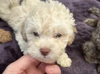 Adorable female REDUCED *SMALL*, a female Maltipoo for sale in Orlando, FL – 1 of 6