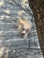 REDUCED! *Small ln Person*, a male Maltipoo for sale in Mc Alpin, FL – 4 of 5