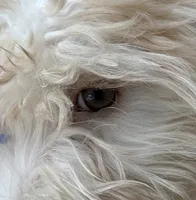 REDUCED! MINI FEMALE PUPPY GREEN EYES, a female Maltipoo for sale in Lake City, FL – 3 of 5