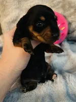Rose, a female Miniature Dachshund for sale in Live Oak, FL – 3 of 6