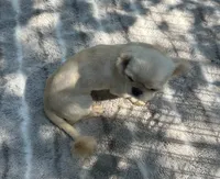Beautiful Pekingese , a female Pekingese for sale in Live Oak, FL – 2 of 6