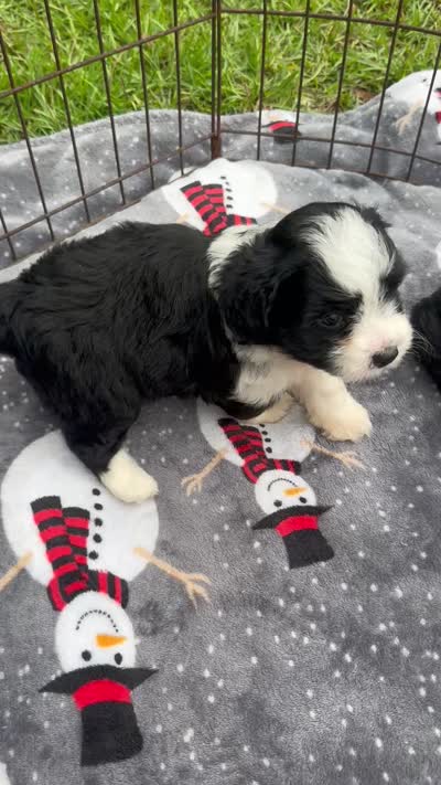 Toy/Mini Aussiedoodle ! , a female Poodle - Toy  and Miniature American Shepherd for sale in Live Oak, FL – 9 of 9